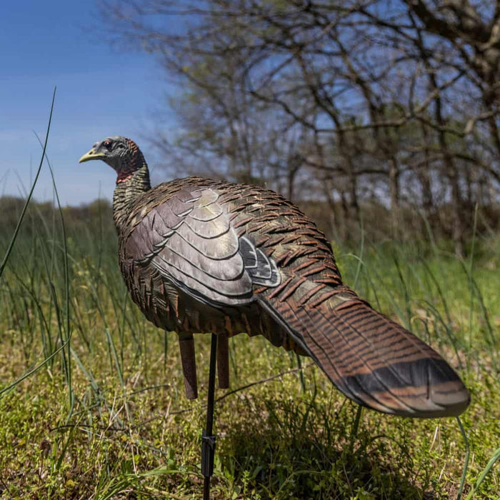 Avian-X LCD breeder hen turkey decoy with realistic feather detail and durable rubber construction in a grassy field.